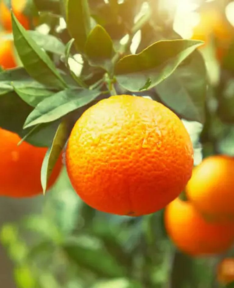 Premier Florida Agri-Real Estate.