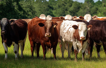 Agri-Real Estate